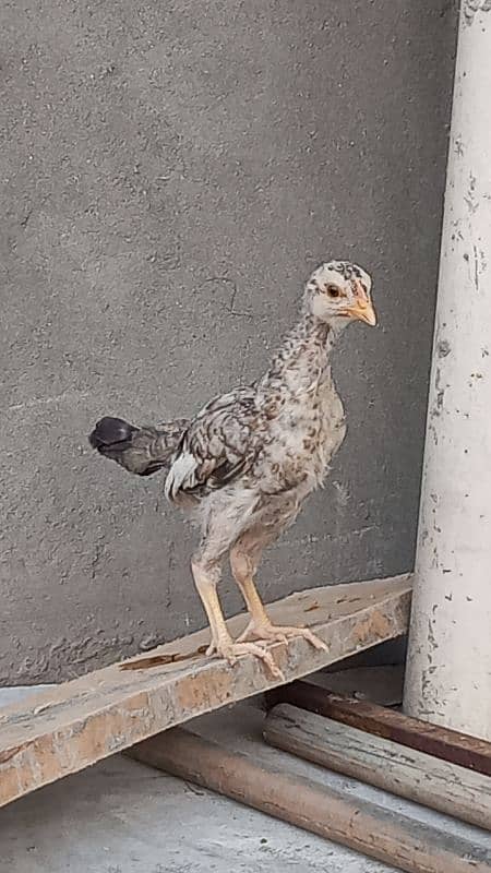 Aseel Chicks Chena 4
