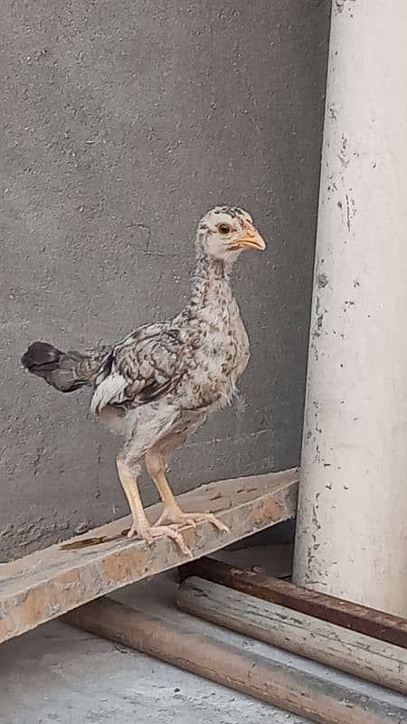 Aseel Chicks Chena 5