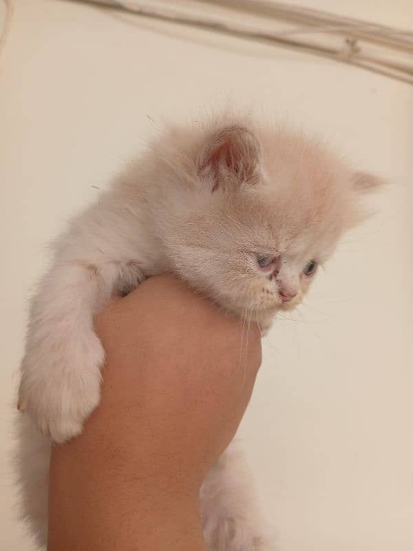 Persian Kittens For Sale. Fawn Color. Triple  Coated Pure Breed 0