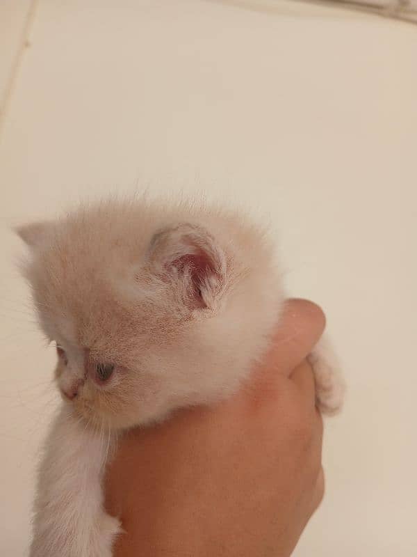 Persian Kittens For Sale. Fawn Color. Triple  Coated Pure Breed 1