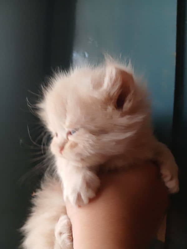 Persian Kittens For Sale. Fawn Color. Triple  Coated Pure Breed 3