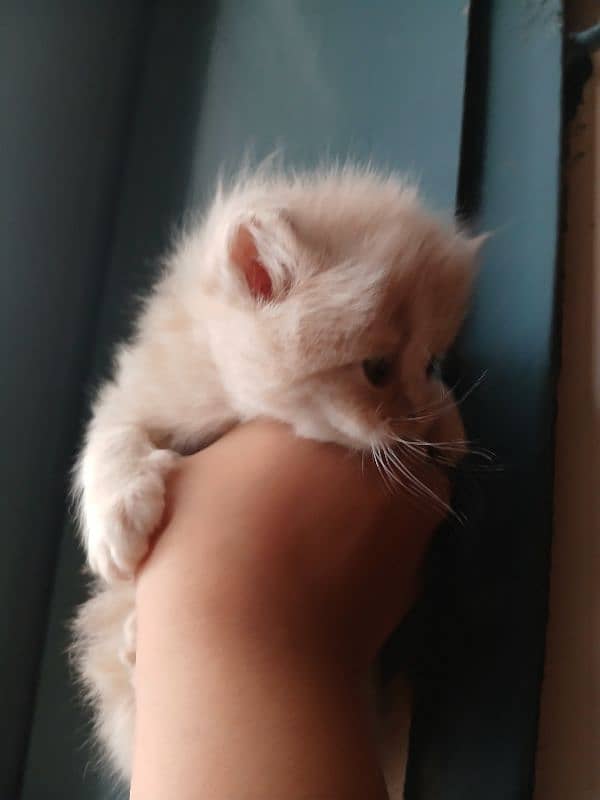 Persian Kittens For Sale. Fawn Color. Triple  Coated Pure Breed 4