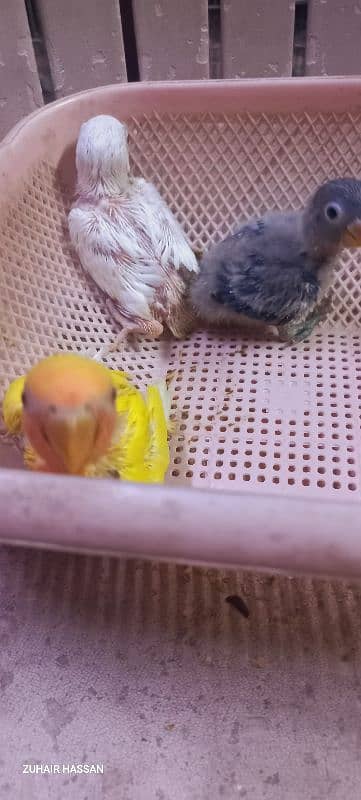 parrot chiks 2