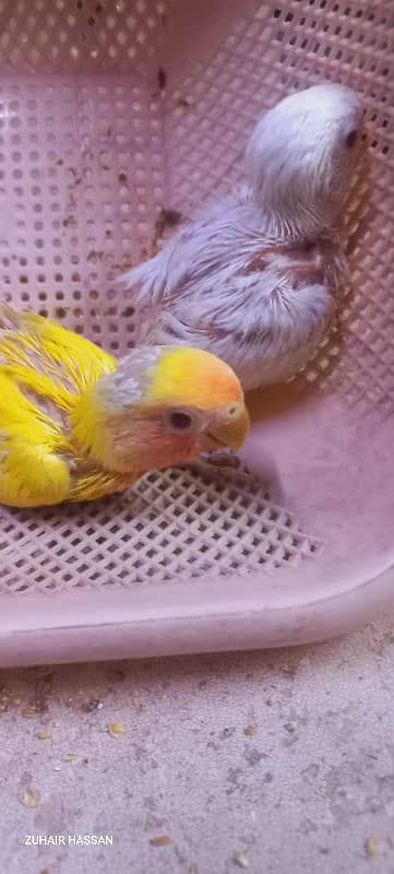 parrot chiks 7