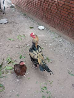 Aseel