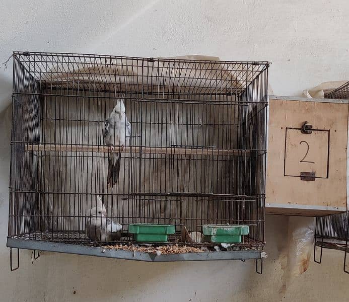 cocktail breader pair cage & chick,s & eggs 0