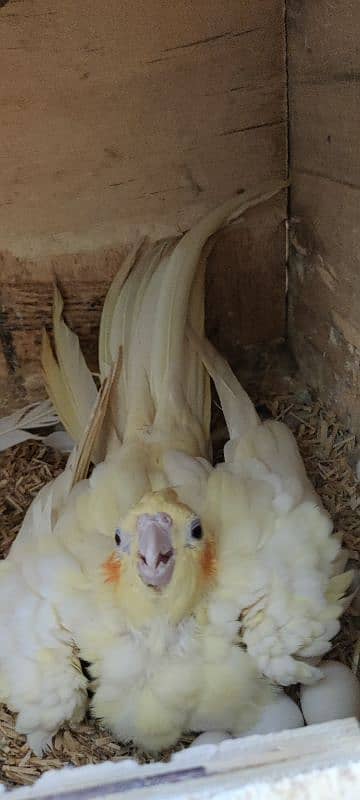 cocktail breader pair cage & chick,s & eggs 1