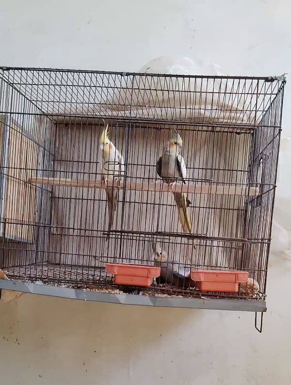 cocktail breader pair cage & chick,s & eggs 2