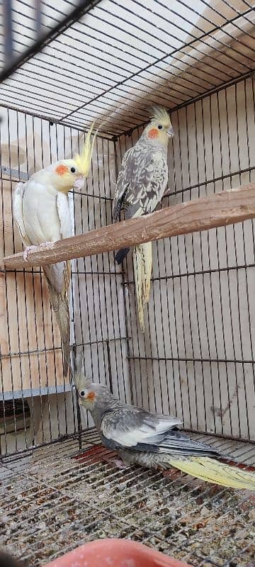 cocktail breader pair cage & chick,s & eggs 3