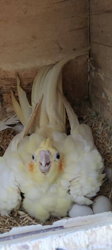 cocktail breader pair cage & chick,s & eggs 4