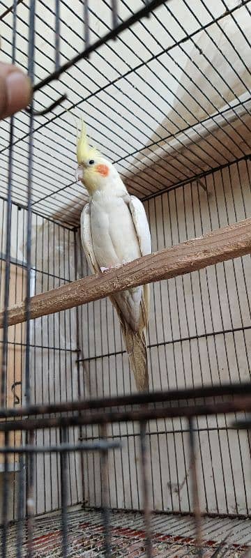 cocktail breader pair cage & chick,s & eggs 5