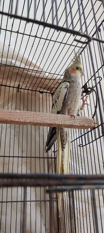 cocktail breader pair cage & chick,s & eggs 6