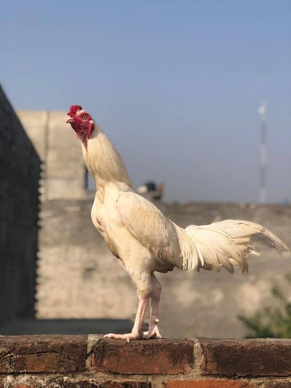 Asel murga 0