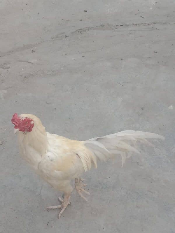 Asel murga 1