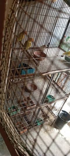 love birds breeding setup