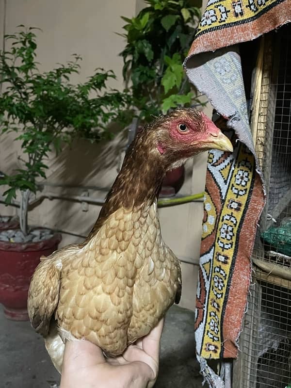 Aseel mianwali hen and 3chicks for sell 4