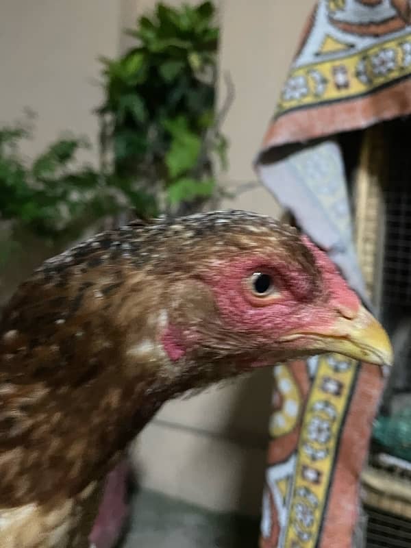 Aseel mianwali hen and 3chicks for sell 5