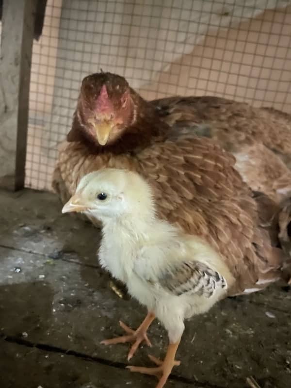 Aseel mianwali hen and 3chicks for sell 10