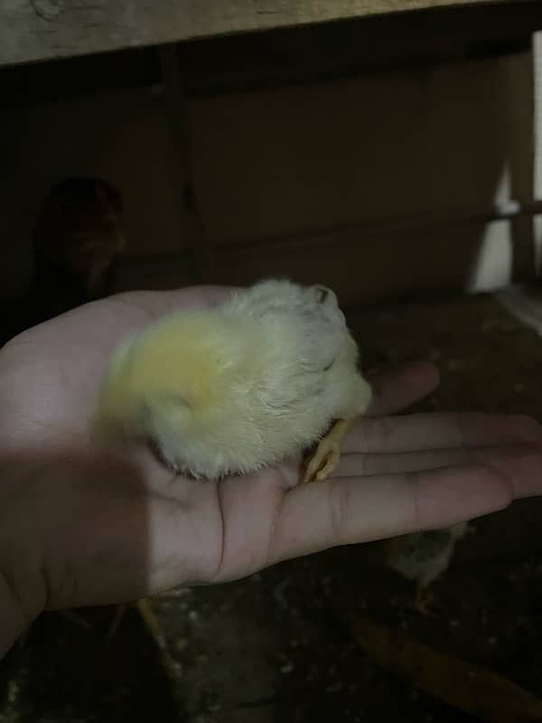 Aseel mianwali hen and 3chicks for sell 11