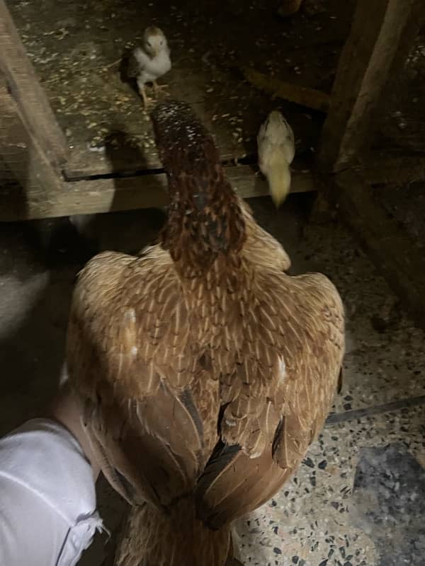 Aseel mianwali hen and 3chicks for sell 12