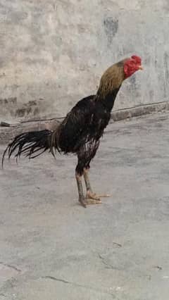 Thai aseel