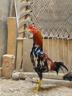 Aseel Hens for Sale Urgently | 2 Female 1 Male