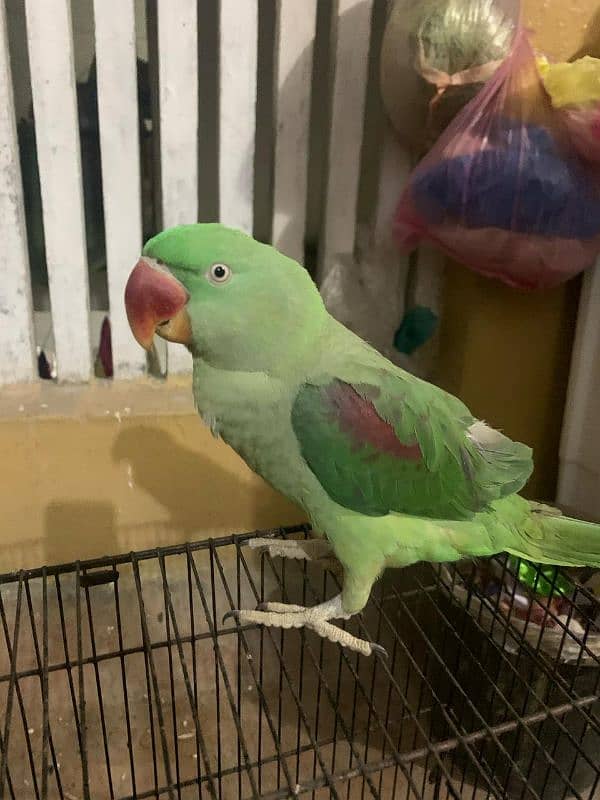 Raw parrot handtamed 0