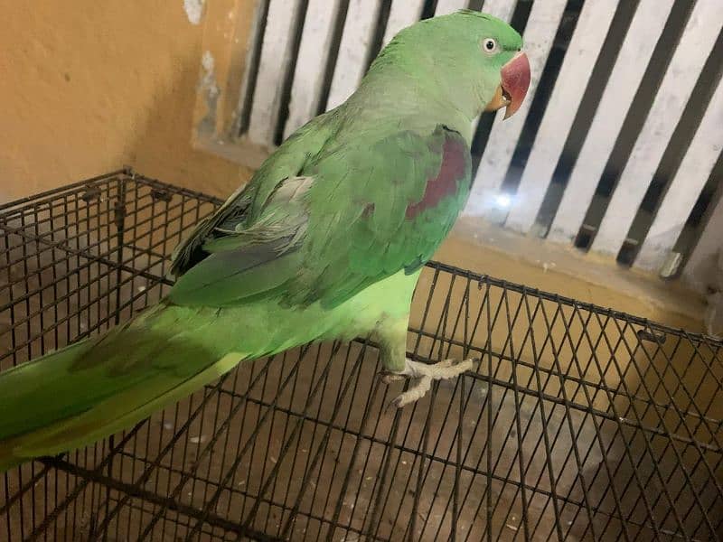 Raw parrot handtamed 1