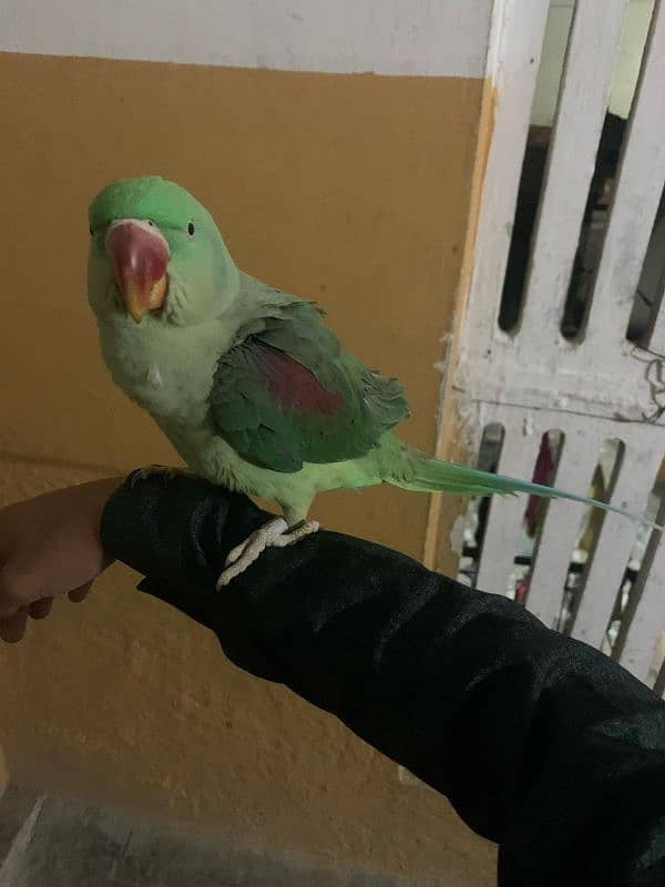 Raw parrot handtamed 3
