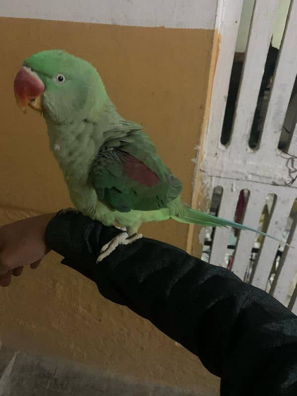 Raw parrot handtamed 6