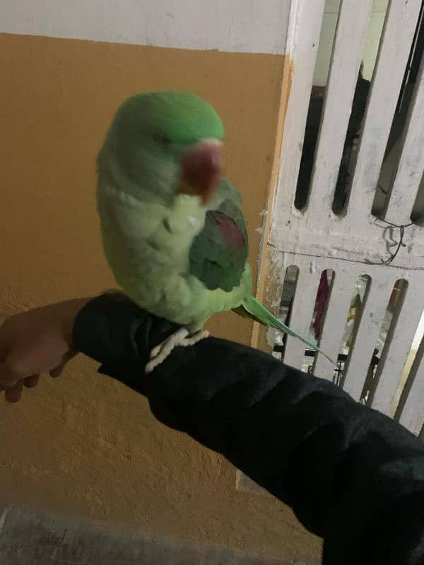Raw parrot handtamed 7