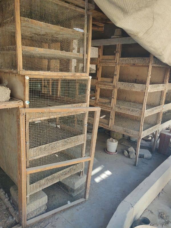 3 incubator urgent sell 5