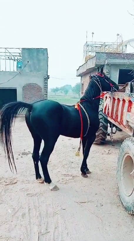 ghora Age 5 year full traind neza baz and dancer 03474122892 0