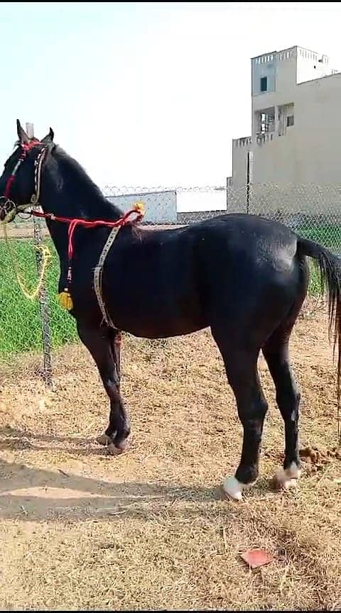 ghora Age 5 year full traind neza baz and dancer 03474122892 1