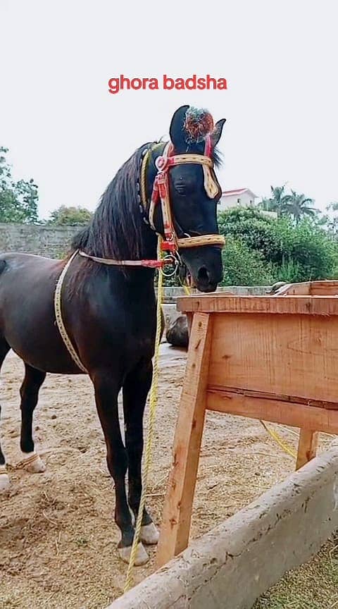 ghora Age 5 year full traind neza baz and dancer 03474122892 2