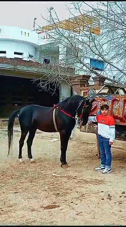 ghora Age 5 year full traind neza baz and dancer 03474122892 3