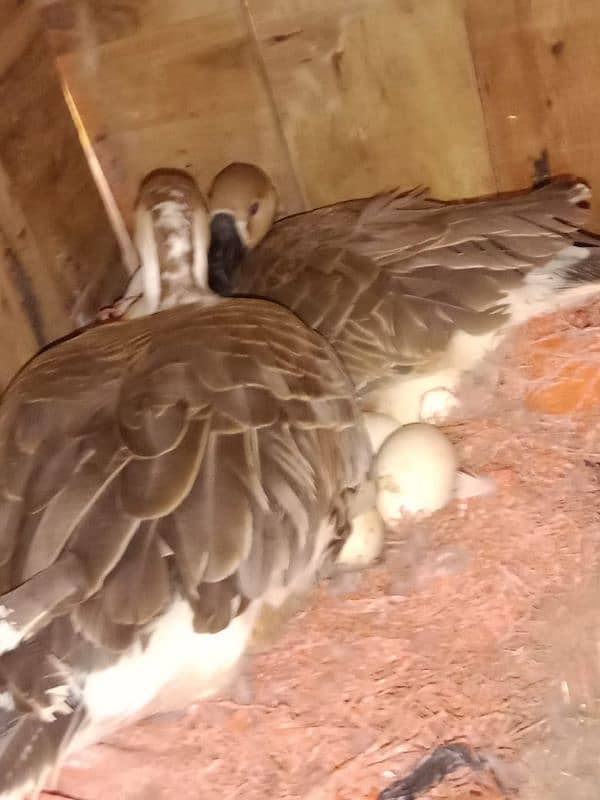 Pair of Duck 0