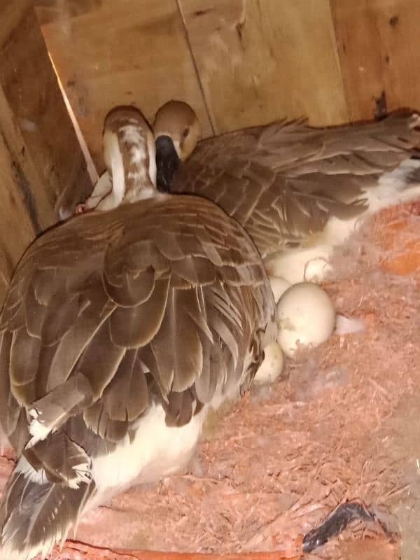 Pair of Duck 1
