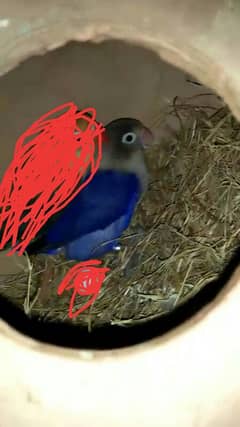 voilet fishri confirm blu2 female  03311079150