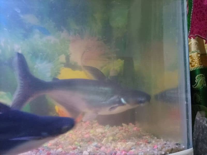 blue line shark jumbo size one pair for sale 1