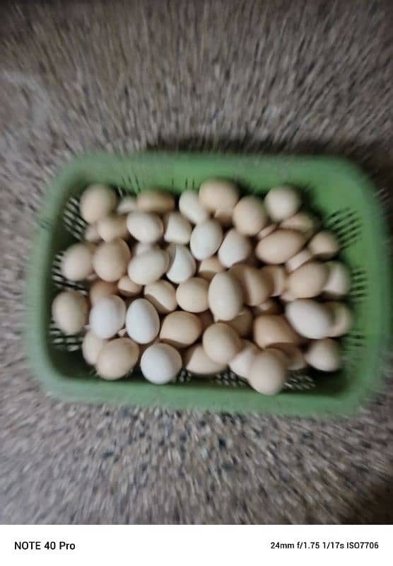 fresh dasi eggs 0