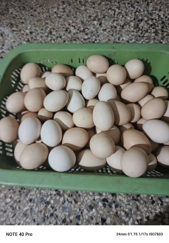 fresh dasi eggs 1