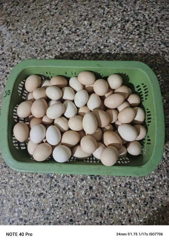 fresh dasi eggs 2