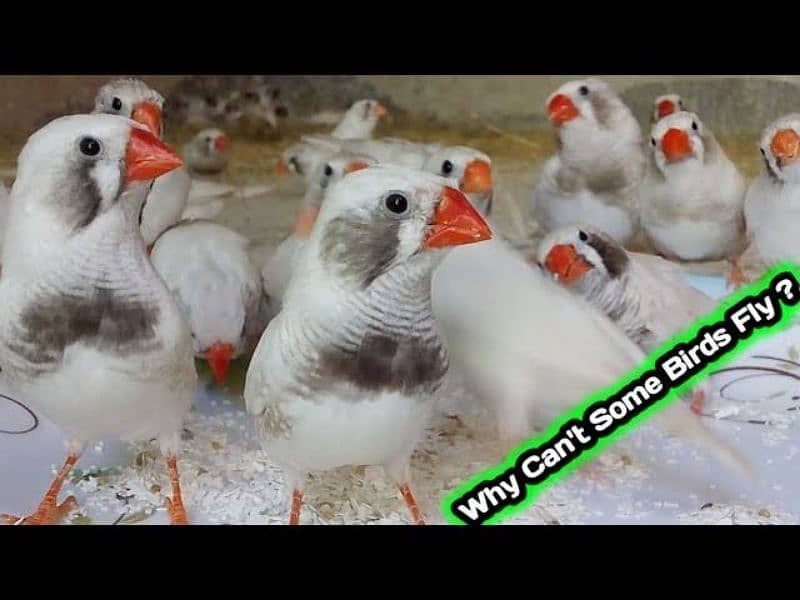 finches and java  phatay 03330203898 0