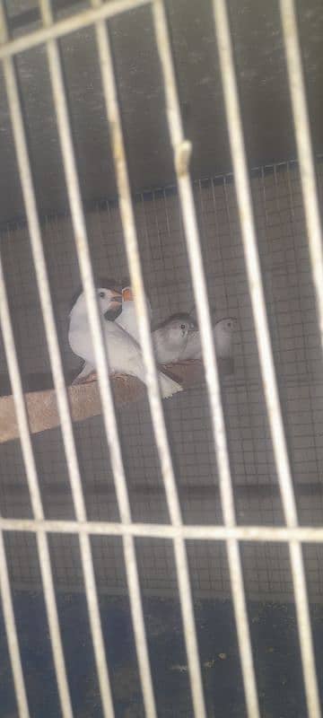 finches and java  phatay 03330203898 1
