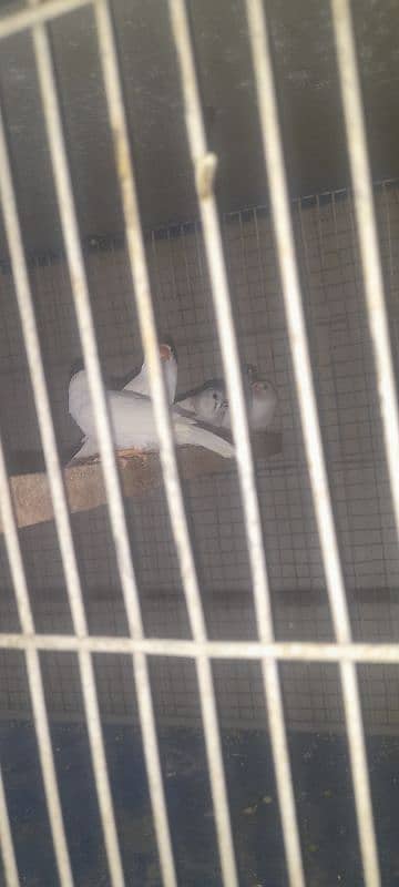finches and java  phatay 03330203898 2