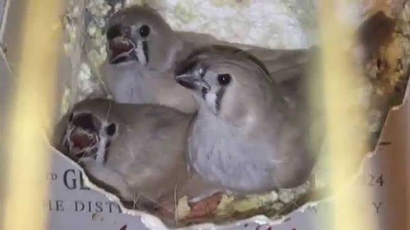 finches and java  phatay 03330203898 4