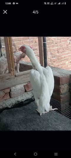 herra aseel top quality white NOK nali white eyes