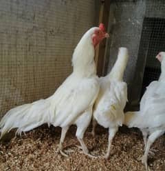 Heera Aseel pair for sale in rawalpindi