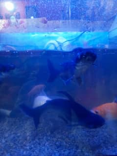 Shark